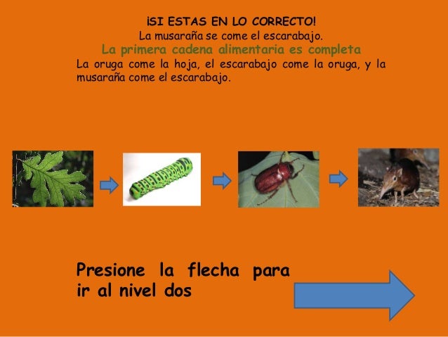 cadena trofica raton cadena trofica cadena trofica raton cadena trofica