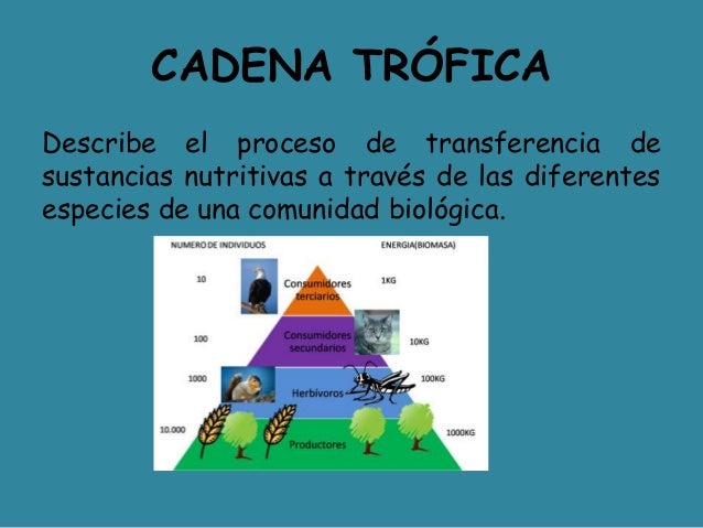 cadenas troficas que son cadena trofica cadenas troficas que son cadena trofica