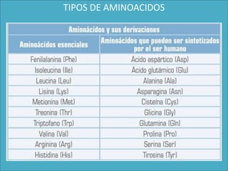 TIPOS DE AMINOACIDOS
 