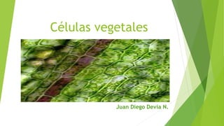 Células vegetales 
Juan Diego Devia N. 
 