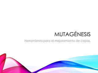 MUTAGÉNESIS
Herramienta para el mejoramiento de cepas.
 