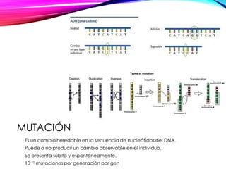MUTACIÓN
Es un cambio heredable en la secuencia de nucleótidos del DNA.
Puede o no producir un cambio observable en el individuo.
Se presenta súbita y espontáneamente.
10-10 mutaciones por generación por gen
 