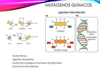 MUTÁGENOS QUÍMICOS
Ácido Nitroso
Agentes alquilantes
Sustancias análogas a las bases nitrogenadas
Sustancias intercalantes
 