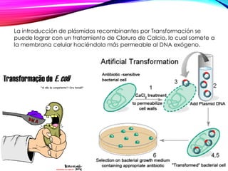 La introducción de plásmidos recombinantes por Transformación se
puede lograr con un tratamiento de Cloruro de Calcio, lo cual somete a
la membrana celular haciéndola más permeable al DNA exógeno.
 