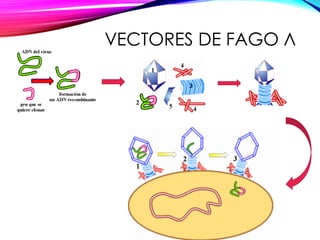 VECTORES DE FAGO Λ
 