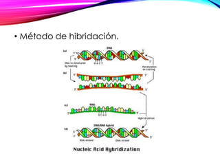• Método de hibridación.
 