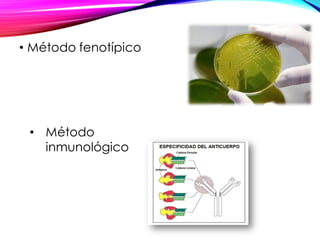• Método fenotípico
• Método
inmunológico
 