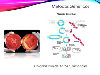 Colonias con defectos nutricionales
Métodos Genéticos
 