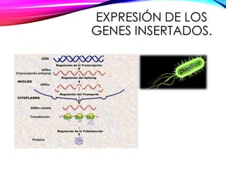 EXPRESIÓN DE LOS
GENES INSERTADOS.
 