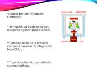 *Separar por centrifugación
O filtración.
** remoción de ácido nucleicos
mediante agentes policatiónicos
*** precipitación de la proteína
con sale s o resinas de integración
hidrofóbica
**** purificación final por métodos
cromatográficos.
 