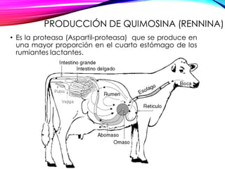 PRODUCCIÓN DE QUIMOSINA (RENNINA)
• Es la proteasa (Aspartil-proteasa) que se produce en
una mayor proporción en el cuarto estómago de los
rumiantes lactantes.
 
