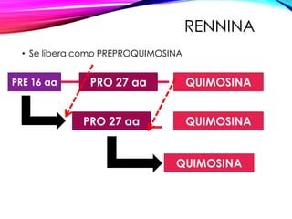 RENNINA
• Se libera como PREPROQUIMOSINA
PRE 16 aa PRO 27 aa QUIMOSINA
PRO 27 aa QUIMOSINA
QUIMOSINA
 