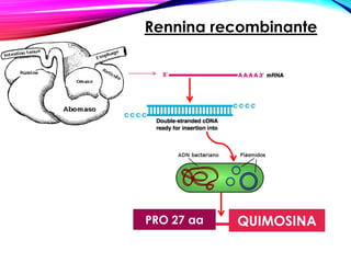 PRO 27 aa QUIMOSINA
Rennina recombinante
 