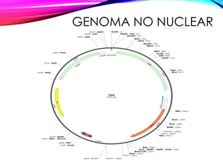 GENOMA NO NUCLEAR
 