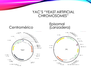 YAC’S “YEAST ARTIFICIAL
CHROMOSOMES”
Centromérico
Episomal
(Lanzadera)
 