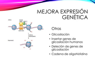 MEJORA EXPRESIÓN
GENÉTICA
Acetilación
Otras
• Glicosilación
• Insertar genes de
glicosilación humanos
• Deleción de genes de
glicosilación
• Cadena de oligohistidina
 