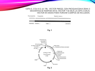 CEPA E. COLI K12 JA 198, VECTOR PBR322, GEN PROQUIMOSINA ERAN 3
SEGMENTOS SE INSERTAN EN EL VECTOR Y SE DEJA LA CEPA CON EL
VECTOR EN MEDIO PARA FORMAR CUERPOS DE INCLUSIÓN.
 