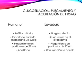 GLUCOSILACION, PLEGAMIENTO Y
ACETILACIÓN DE HBSAG
Humano
• N-Glucosilado
• Exportado hacia la
membrana vía Golgi
• Plegamiento en
partículas de 22 nm
• Acetilado
Levadura
• No glucosilado
• Se acumula en el
citoplasma
• Plegamiento en
partículas de 22 nm
• Una fracción se acetila
 