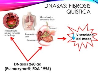 DNASAS: FIBROSIS
QUÍSTICA
DNasas 260 aa
(Pulmozyme®, FDA 1996)
Viscosidad
del moco
 