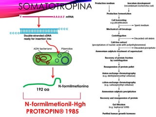 SOMATOTROPINA
192 aa
N-formilmetionina
N-formilmetionil-Hgh
PROTROPIN® 1985
 