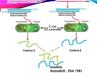 E. Coli
o S. cerevisiae
Cadena A Cadena B
Insulina
Humulin® , FDA 1981
 