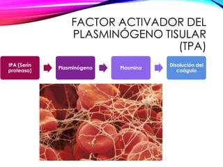 FACTOR ACTIVADOR DEL
PLASMINÓGENO TISULAR
(TPA)
tPA (Serín
proteasa)
Plasminógeno Plasmina
Disolución del
coágulo
 