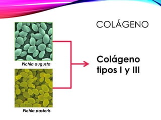 COLÁGENO
Pichia augusta
Pichia pastoris
Colágeno
tipos I y III
 