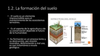 1.2. La formación del suelo
• - El suelo es un elemento
imprescindible para el
mantenimiento de los ecosistemas
terrestres.
• - Es el soporte de la agricultura y de
su conservación depende el futuro
de la humanidad.
• -Su formación es un proceso lento y
su destrucción, por erosión
incendios, deforestación o mal uso,
es casi instantánea a escala
geológica.
 