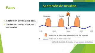 Fases
1. Secreción de insulina basal
2. Secreción de insulina por
estímulos
 