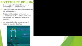  Es un receptor transmembrana que es
activado por la hormona insulina.
 Está conformado por dos subunidades alfa y
dos unidades beta.
 Dos subunidades beta se insertan en
la membrana celular y están unidas a las
subunidades alfa mediante enlaces de
disulfuro.
 Las subunidades alfa se unen entre sí
mediante puentes disulfuro.
RECEPTOR DE INSULINA
 