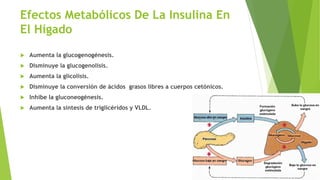 Efectos Metabólicos De La Insulina En
El Hígado
 Aumenta la glucogenogénesis.
 Disminuye la glucogenolisis.
 Aumenta la glicolisis.
 Disminuye la conversión de ácidos grasos libres a cuerpos cetónicos.
 Inhibe la gluconeogénesis.
 Aumenta la síntesis de triglicéridos y VLDL.
 