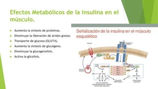 Efectos Metabólicos de la insulina en el
músculo.
 Aumenta la síntesis de proteínas.
 Disminuye la liberación de ácidos grasos.
 Transporte de glucosa (GLUT4).
 Aumenta la síntesis de glucógeno.
 Disminuye la glucogenolisis.
 Activa la glicolisis.
 