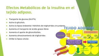 Efectos Metabólicos de la insulina en el
tejido adiposo.
 Transporte de glucosa (GLUT4)
 Activa la glicolisis.
 Activa la lipasa endotelial: hidrólisis de triglicéridos circundante.
 Aumenta el transporte de ácidos grasos libres
 Aumenta el aporte de glicerofosfato.
 Aumenta almacenamiento de triglicéridos
 Inhibe la lipasa celular.
 