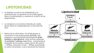 LIPOTOXICIDAD:
 La diabetes se asocia con dislipidemia y se
caracteriza por un aumento en los ácidos grasos
libres circulantes(AGL) y cambios en el perfil de las
lipoproteínas.
 La resistencia a la insulina inducida por ácidos
grasos libres es compensado por la secreción de
esta.
 Dentro de la célula beta, los ácidos grasos se
convierten en sus ácidos grasos acil-CoA, que
conducen a una formación aumentada de ácido
fosfático y diacilglicerol. Estos activan isoformas
de proteína C quinasa específicas, aumentando la
exocitosis de la insulina, causan cierre del canal K
+ -ATPasa, estimulan la Ca2 + -ATPasa aumentando
el calcio intracelular, y así la secreción de insulina.
 