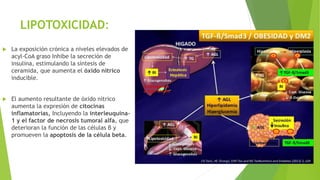 LIPOTOXICIDAD:
 La exposición crónica a niveles elevados de
acyl-CoA graso Inhibe la secreción de
insulina, estimulando la síntesis de
ceramida, que aumenta el óxido nítrico
inducible.
 El aumento resultante de óxido nítrico
aumenta la expresión de citocinas
inflamatorias, Incluyendo la interleuquina-
1 y el factor de necrosis tumoral alfa, que
deterioran la función de las células β y
promueven la apoptosis de la célula beta.
 