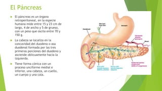  El páncreas es un órgano
retroperitoneal, en la especie
humana mide entre 15 y 23 cm de
largo, 4 de ancho y 5 de grueso,
con un peso que oscila entre 70 y
150 g.
 La cabeza se localiza en la
concavidad del duodeno o asa
duodenal formada por las tres
primeras porciones del duodeno y
asciende oblicuamente hacia la
izquierda.
 Tiene forma cónica con un
proceso unciforme medial e
inferior, una cabeza, un cuello,
un cuerpo y una cola.
El Páncreas
 