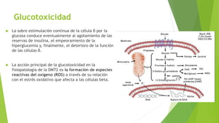 Glucotoxicidad
 La sobre estimulación continua de la célula β por la
glucosa conduce eventualmente al agotamiento de las
reservas de insulina, el empeoramiento de la
hiperglucemia y, finalmente, el deterioro de la función
de las células β.
 La acción principal de la glucotoxicidad en la
fisiopatología de la DMT2 es la formación de especies
reactivas del oxígeno (ROS) a través de su relación
con el estrés oxidativo que afecta a las células beta.
 