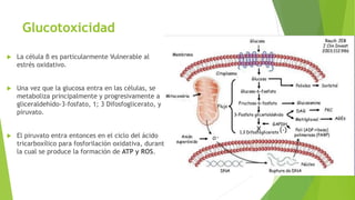  La célula β es particularmente Vulnerable al
estrés oxidativo.
 Una vez que la glucosa entra en las células, se
metaboliza principalmente y progresivamente a
gliceraldehído-3-fosfato, 1; 3 Difosfoglicerato, y
piruvato.
 El piruvato entra entonces en el ciclo del ácido
tricarboxílico para fosforilación oxidativa, durante
la cual se produce la formación de ATP y ROS.
Glucotoxicidad
 