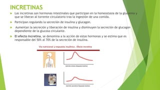 INCRETINAS
 Las incretinas son hormonas intestinales que participan en la homeostasia de la glucemia y
que se liberan al torrente circulatorio tras la ingestión de una comida.
 Participan regulando la secreción de insulina y glucagon.
 Aumentan la secreción y liberación de insulina y disminuyen la secreción de glucagon
dependiente de la glucosa circulante.
 El efecto incretina, se denomina a la acción de estas hormonas y se estima que es
responsable del 50% al 70% de la secreción de insulina.
 