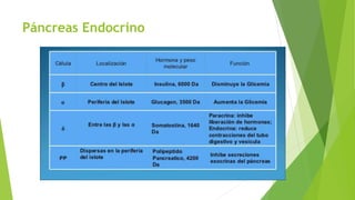 Páncreas Endocrino
 