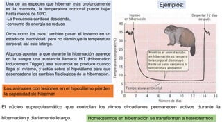 Hibernacion y Letargo en mamíferos | PPTX