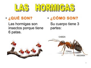 1
●
¿QUÉ SON?
Las hormigas son
insectos porque tiene
6 patas.
●
¿CÓMO SON?
Su cuerpo tiene 3
partes:
 