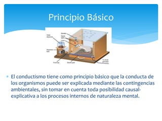  El conductismo tiene como principio básico que la conducta de
los organismos puede ser explicada mediante las contingencias
ambientales, sin tomar en cuenta toda posibilidad causal-
explicativa a los procesos internos de naturaleza mental.
Principio Básico
 