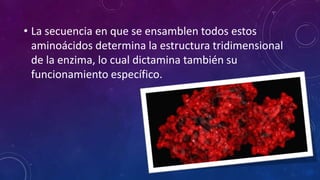 • La secuencia en que se ensamblen todos estos
aminoácidos determina la estructura tridimensional
de la enzima, lo cual dictamina también su
funcionamiento específico.
 