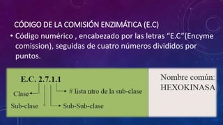 CÓDIGO DE LA COMISIÓN ENZIMÁTICA (E.C)
• Código numérico , encabezado por las letras “E.C”(Encyme
comission), seguidas de cuatro números divididos por
puntos.
 