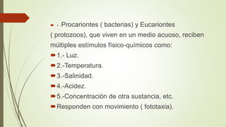  • -Procariontes ( bacterias) y Eucariontes
( protozoos), que viven en un medio acuoso, reciben
múltiples estímulos físico-químicos como:
1.- Luz.
2.-Temperatura.
3.-Salinidad.
4.-Acidez.
5.-Concentración de otra sustancia, etc.
Responden con movimiento ( fototaxia).
 