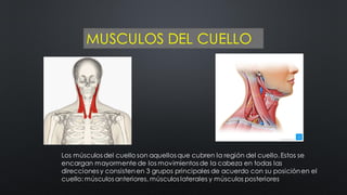 MUSCULOS DEL CUELLO
Los músculos del cuello son aquellos que cubren la región del cuello.Estos se
encargan mayormente de los movimientos de la cabeza en todas las
direcciones y consistenen 3 grupos principales de acuerdo con su posiciónen el
cuello: músculos anteriores, músculos laterales y músculos posteriores
 