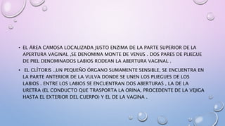 • EL ÁREA CAMOSA LOCALIZADA JUSTO ENZIMA DE LA PARTE SUPERIOR DE LA
APERTURA VAGINAL ,SE DENOMINA MONTE DE VENUS . DOS PARES DE PLIEGUE
DE PIEL DENOMINADOS LABIOS RODEAN LA ABERTURA VAGINAL .
• EL CLÍTORIS .,UN PEQUEÑO ÓRGANO SUMAMENTE SENSIBLE, SE ENCUENTRA EN
LA PARTE ANTERIOR DE LA VULVA DONDE SE UNEN LOS PLIEGUES DE LOS
LABIOS . ENTRE LOS LABIOS SE ENCUENTRAN DOS ABERTURAS , LA DE LA
URETRA (EL CONDUCTO QUE TRASPORTA LA ORINA, PROCEDENTE DE LA VEJIGA
HASTA EL EXTERIOR DEL CUERPO) Y EL DE LA VAGINA .
 