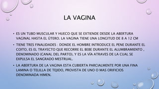 LA VAGINA
• ES UN TUBO MUSCULAR Y HUECO QUE SE EXTIENDE DESDE LA ABERTURA
VAGINAL HASTA EL ÚTERO. LA VAGINA TIENE UNA LONGITUD DE 8 A 12 CM
• TIENE TRES FINALIDADES : DONDE EL HOMBRE INTRODUCE EL PENE DURANTE EL
COITO, ES EL TRAYECTO QUE RECORRE EL BEBE DURANTE EL ALUMBRAMIENTO ,
DENOMINADO (CANAL DEL PARTO), Y ES LA VÍA ATRAVES DE LA CUAL SE
EXPULSA EL SANGRADO MESTRUAL.
• LA ABERTURA DE LA VAGINA ESTA CUBIERTA PARCIALMENTE POR UNA FINA
LAMINA O TELILLA DE TEJIDO, PROVISTA DE UNO O MAS ORIFICIOS
DENOMINADA HIMEN.
 