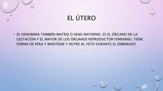 EL ÚTERO
• SE DENOMINA TAMBIÉN MATRIZ O SENO MATERNO. ES EL ÓRGANO DE LA
GESTACIÓN Y EL MAYOR DE LOS ÓRGANOS REPRODUCTOR FEMENINO. TIENE
FORMA DE PERA Y MANTIENE Y NUTRE AL FETO DURANTE EL EMBARAZO
 